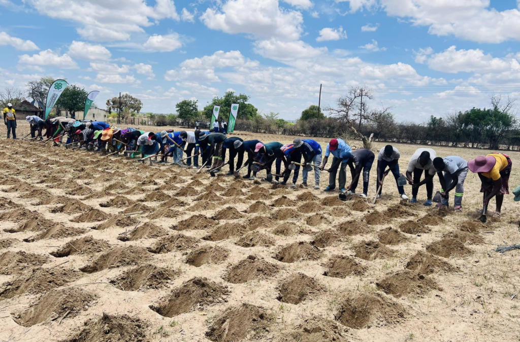 Ward Based Community Farmers` Conservative Farming (Pfumvudza/Intwasa) training in Chiwundura Rural District.