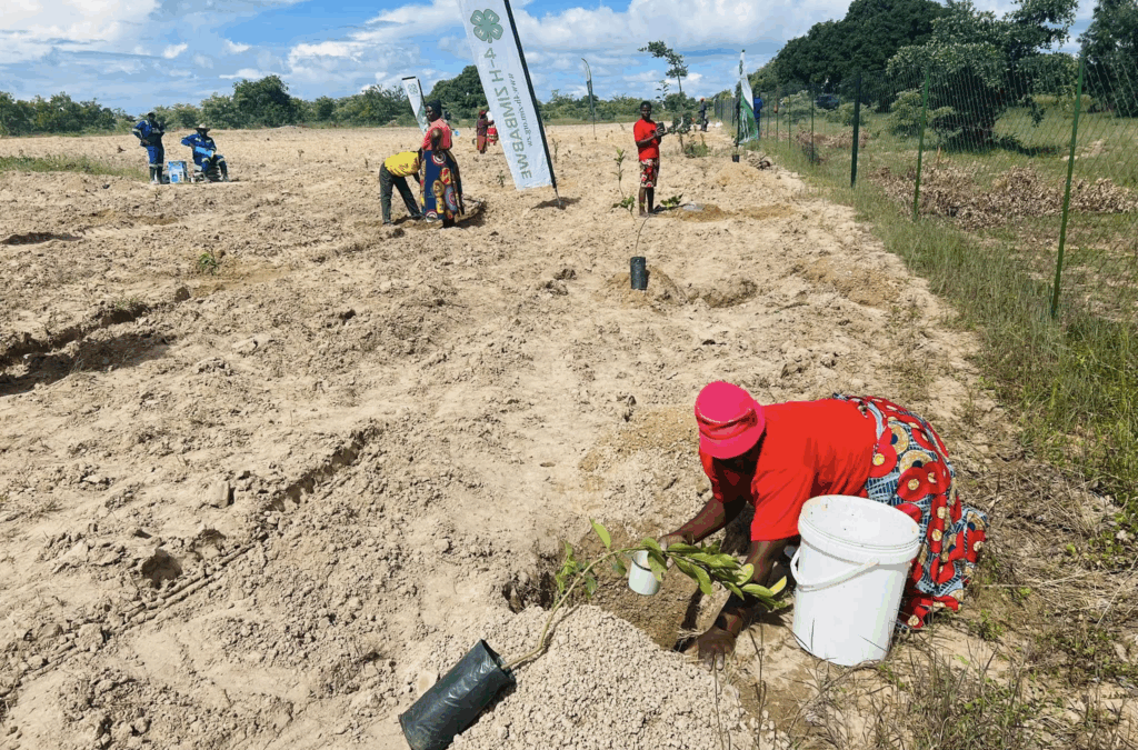 Fruit tree planting session in Chiwundura