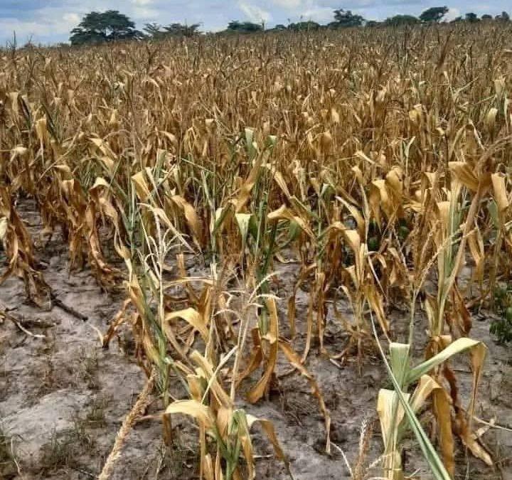 Rescuing Zimbabwe from El Niño: Scaling Farmer Field Schools and Village Business Units.