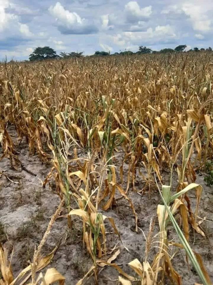Rescuing Zimbabwe from El Niño: Scaling Farmer Field Schools and Village Business Units.
