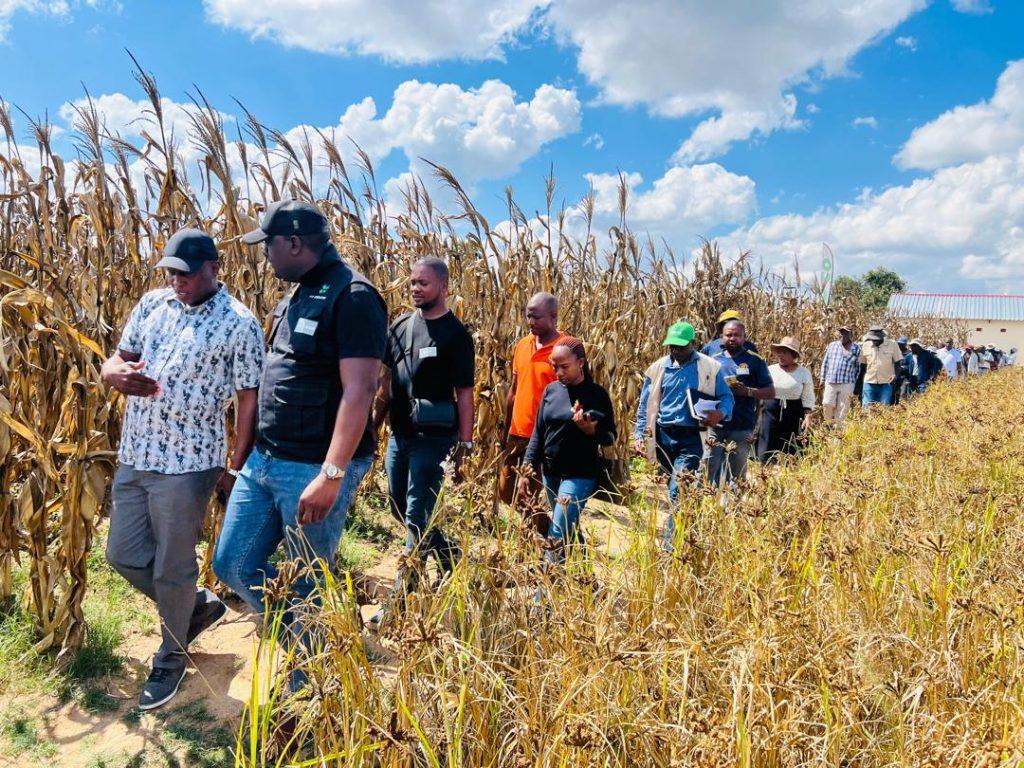 Post-harvest Field Day in Chiwundura, Midlands Province.