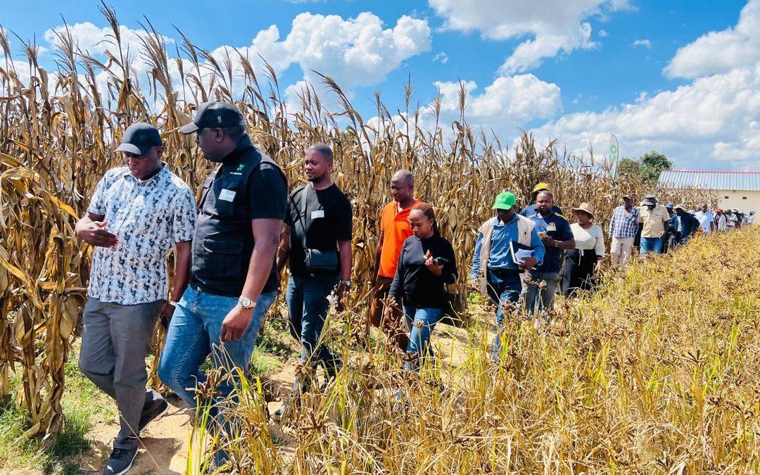 Post-harvest Field Day in Chiwundura, Midlands Province.